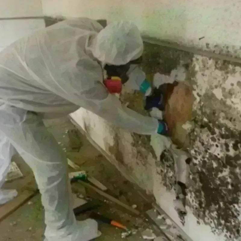 Mold Remediation and Removal in Preston Heights, IL